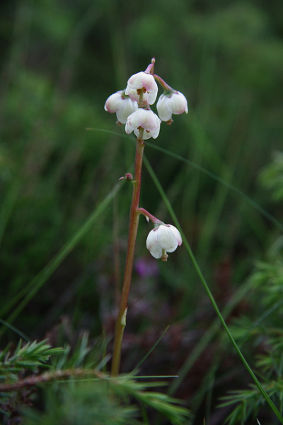 Arquivo:Human Growth Hormone 1003.jpg