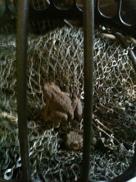 Arquivo:Cheap satellite internet 5284.jpg